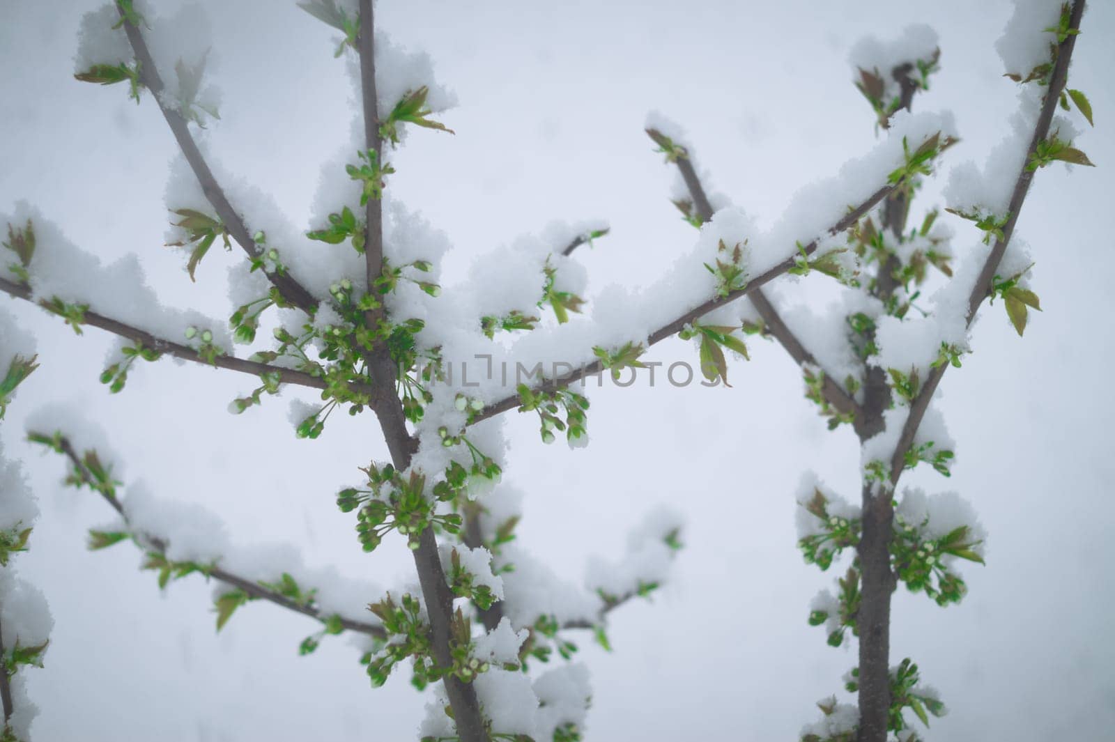 Snow falls on the blossoming branches of the cherry tree.