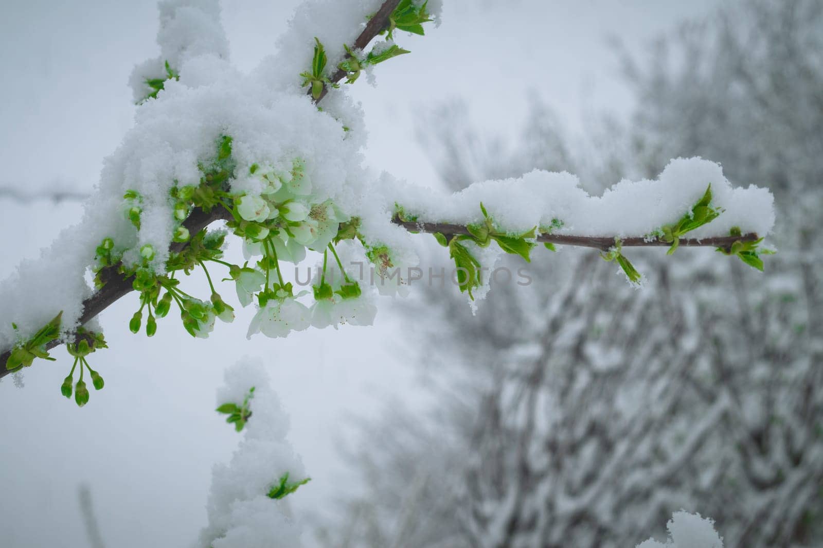 Snow falls on the blossoming branches of the cherry tree.