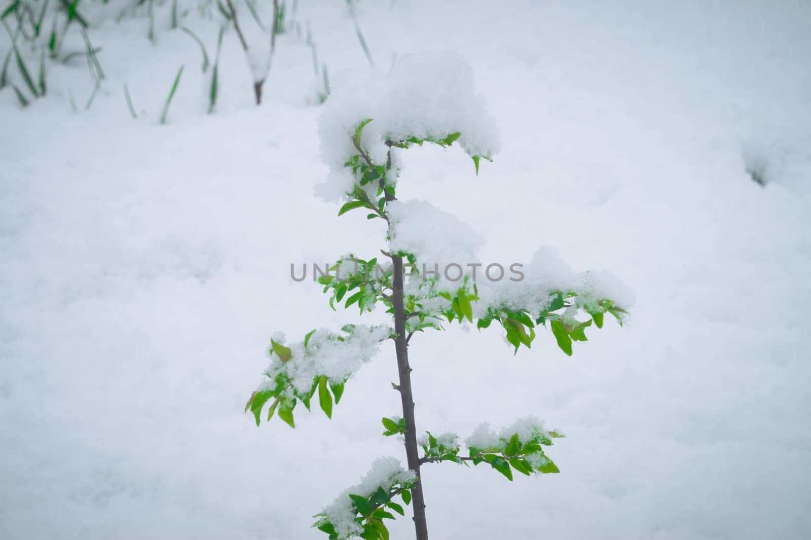 Snow falls on the blossoming branches of the cherry tree.