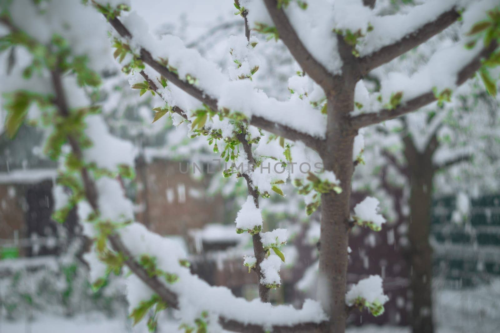 Snow falls on the blossoming branches of the cherry tree.