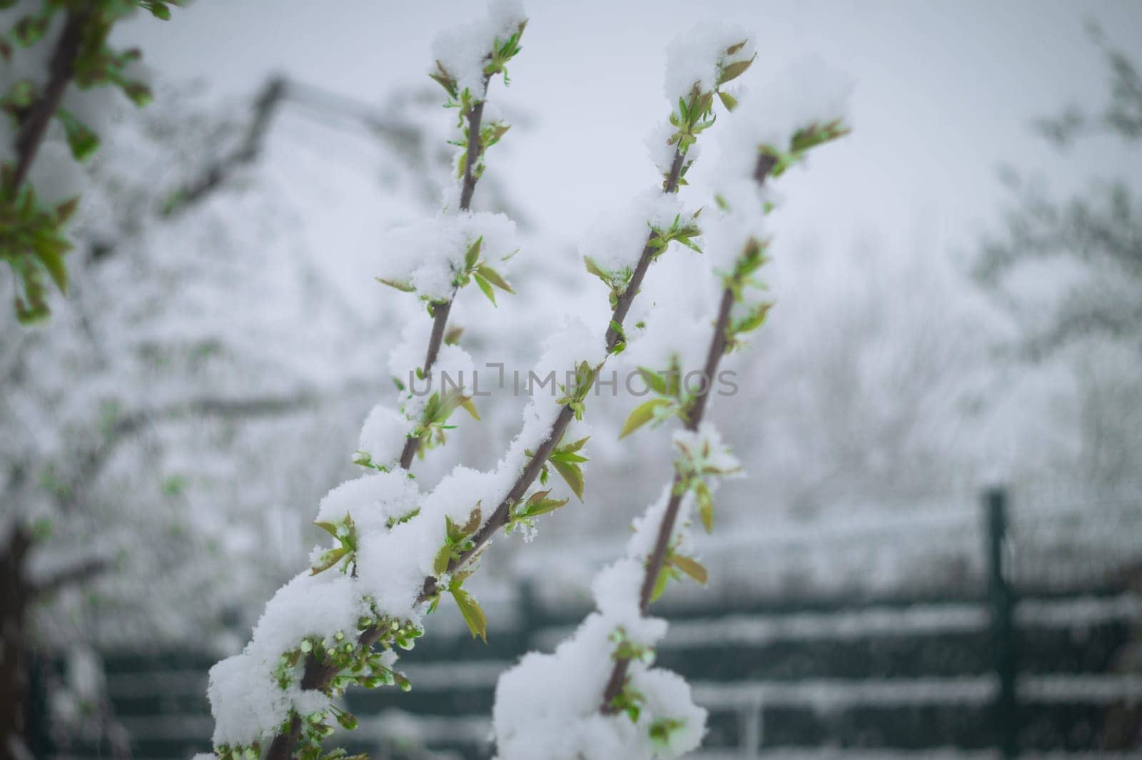 Snow falls on the blossoming branches of the cherry tree.