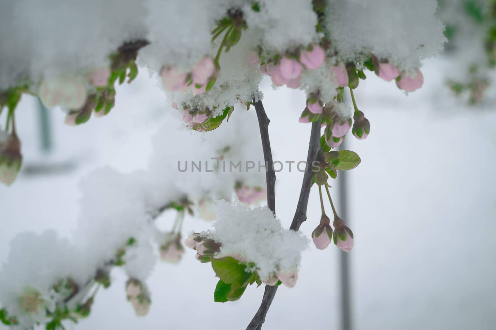 Snow falls on the blossoming branches of the cherry tree.