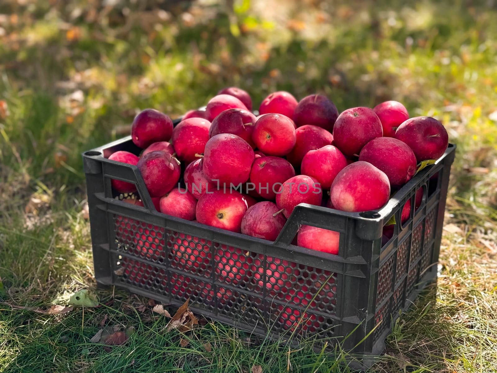 Abundant fresh red apples in black crate on grass in sunlit orchard.