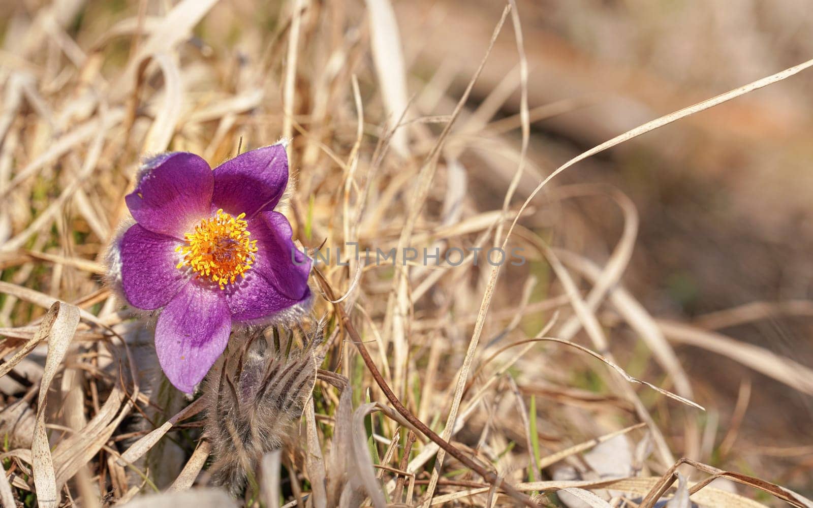 Greater pasque flower - Pulsatilla grandis - vibrant purple and yellow bloom head growing in dry grass