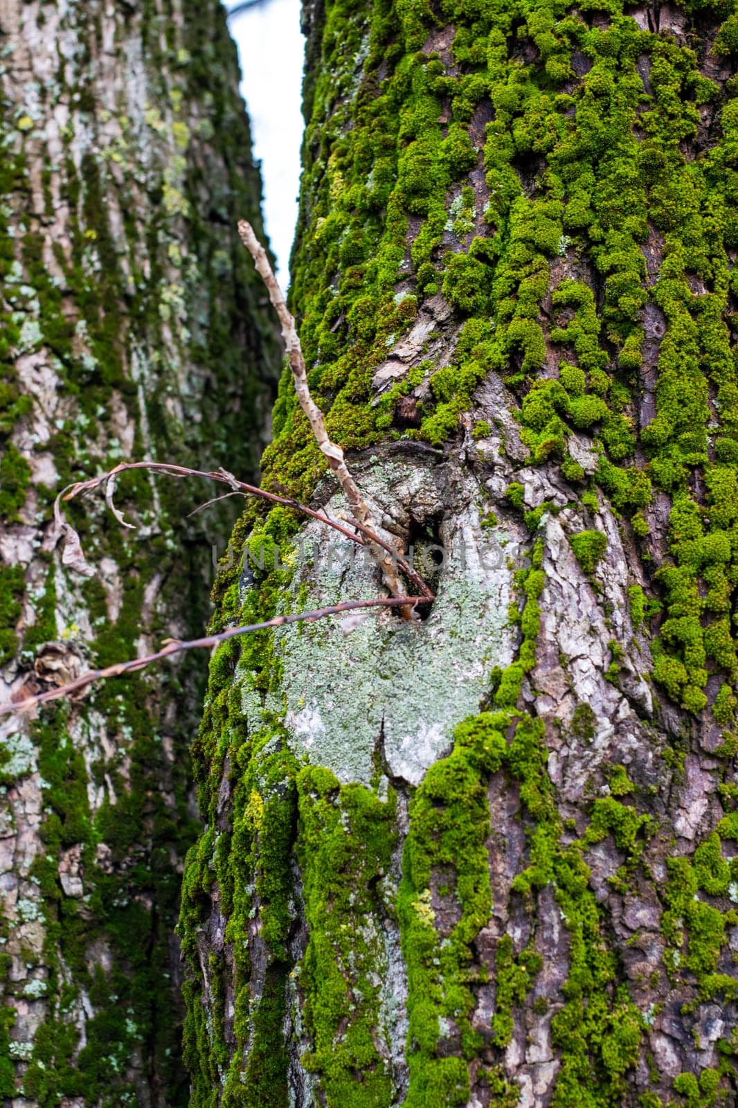 A detailed close up photograph of a tree trunk that is lushly covered in vibrant green moss and intricate lichen patterns