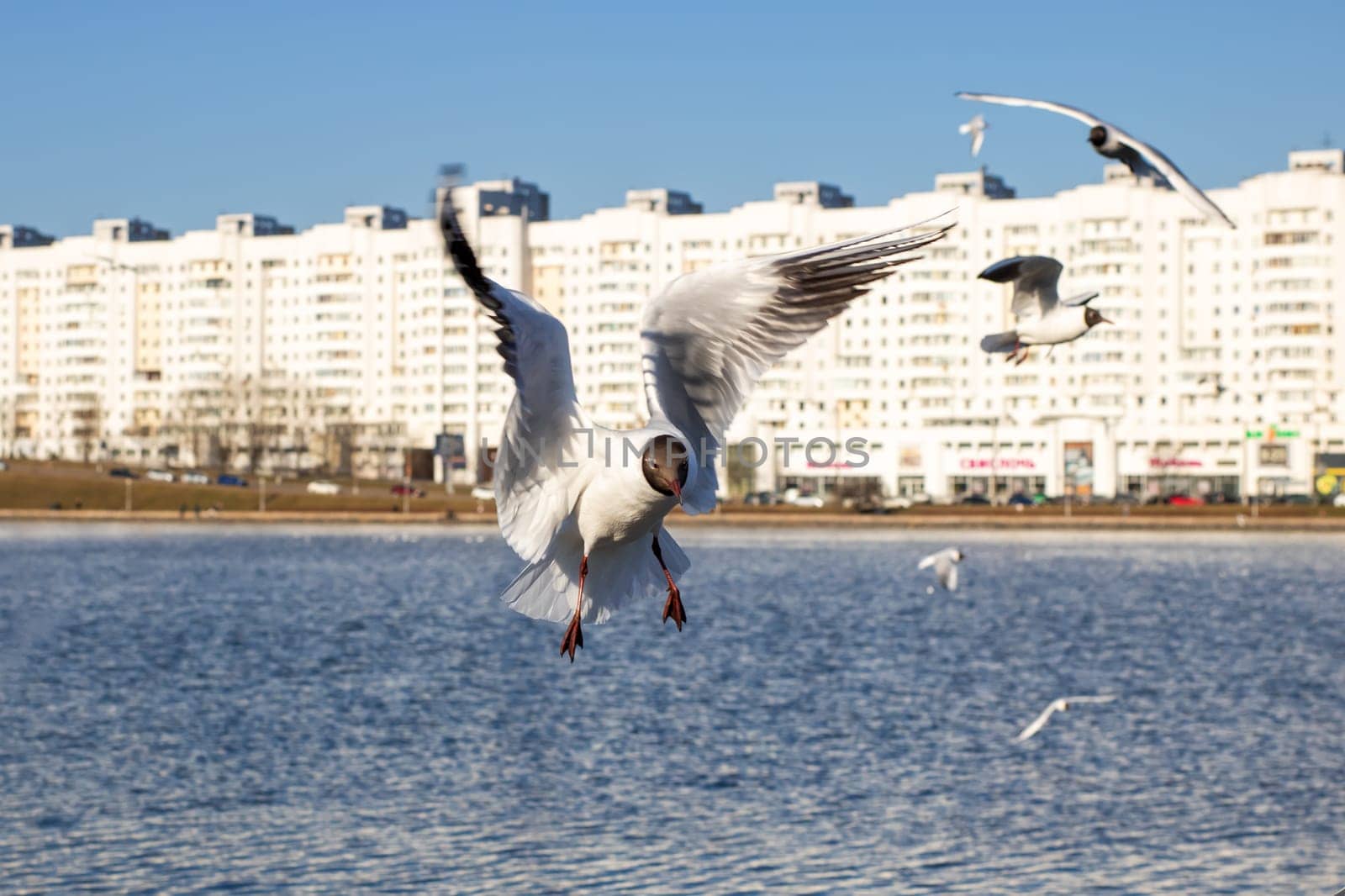 A group of several seagulls is soaring gracefully over a large body of water, creating a picturesque sight as they glide through the air