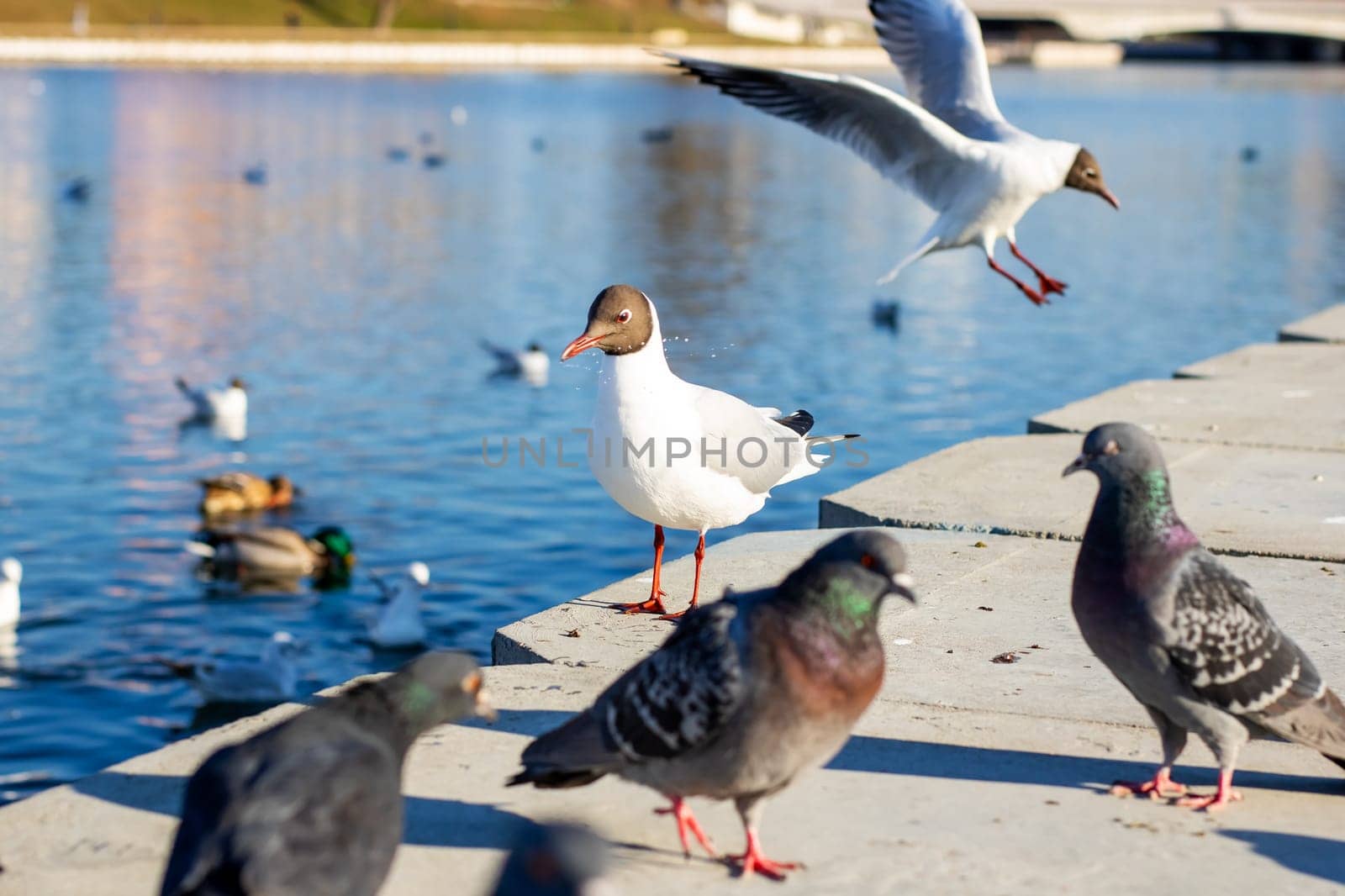 A majestic seagull gracefully flies over a bustling group of pigeons gathered below, creating a striking contrast in the skies above