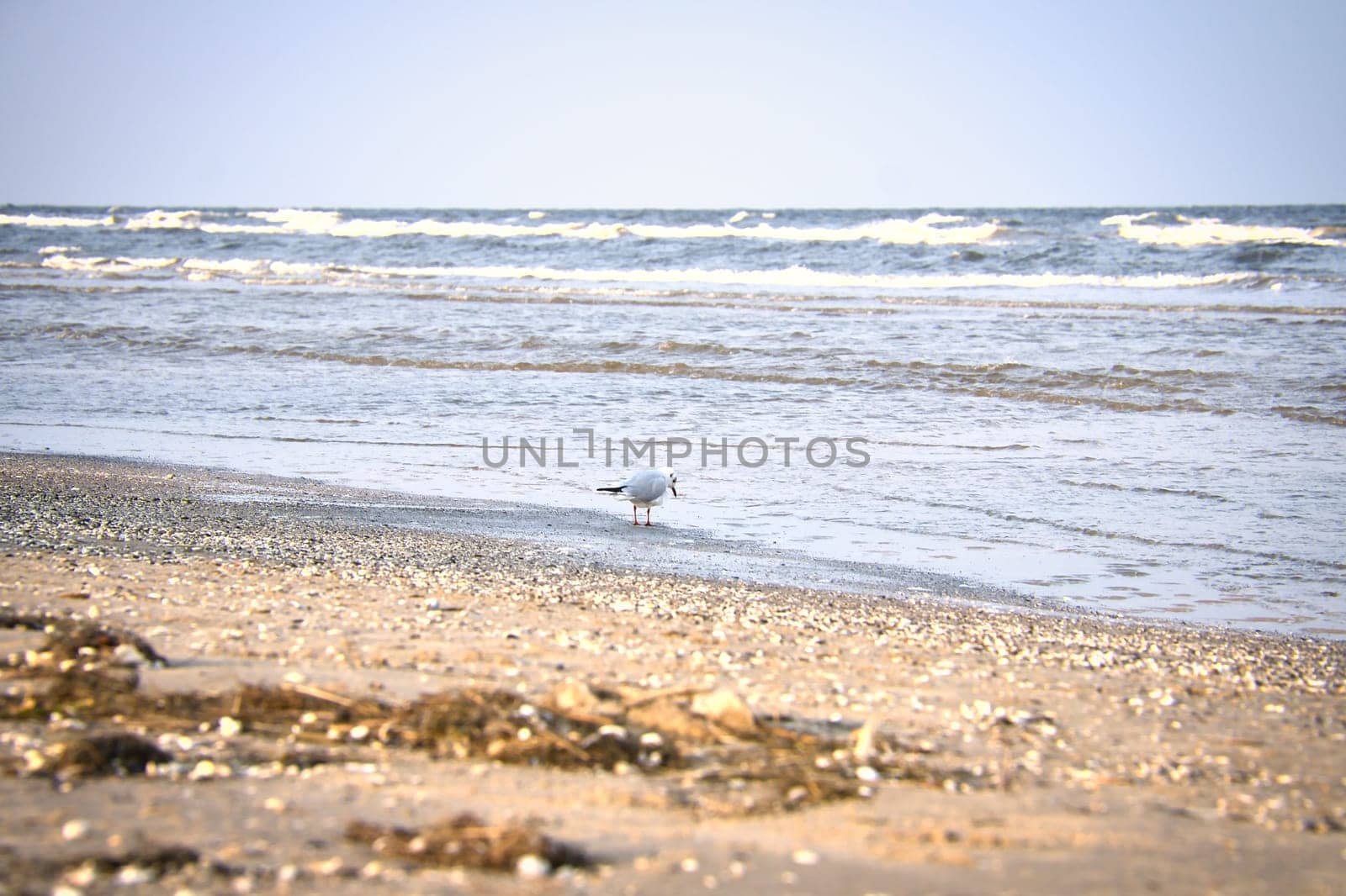 Seagull walking on the beach on the coast of Usedom. Light waves on the sea. Animal photo of a bird