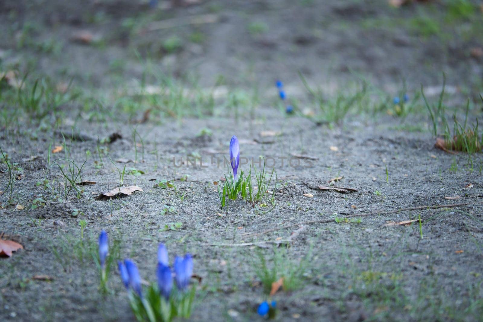 A purple crocus blooming in a barren meadow in spring. Natural beauty and a new beginning in nature.
