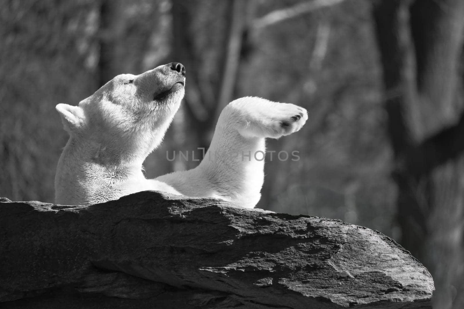 In black and white, a relaxed polar bear lies on a rock, raising a paw in the air, surrounded by a natural background with blurred trees. Perfect for animal and nature themes.