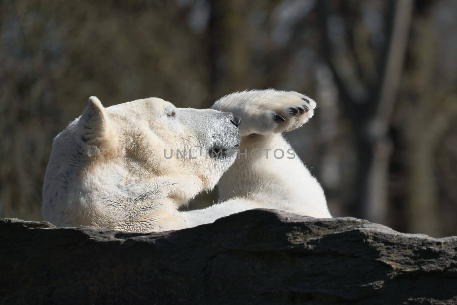 A relaxed polar bear lies on a rock, raising a paw in the air, surrounded by a natural background with blurred trees. Perfect for animal and nature themes.