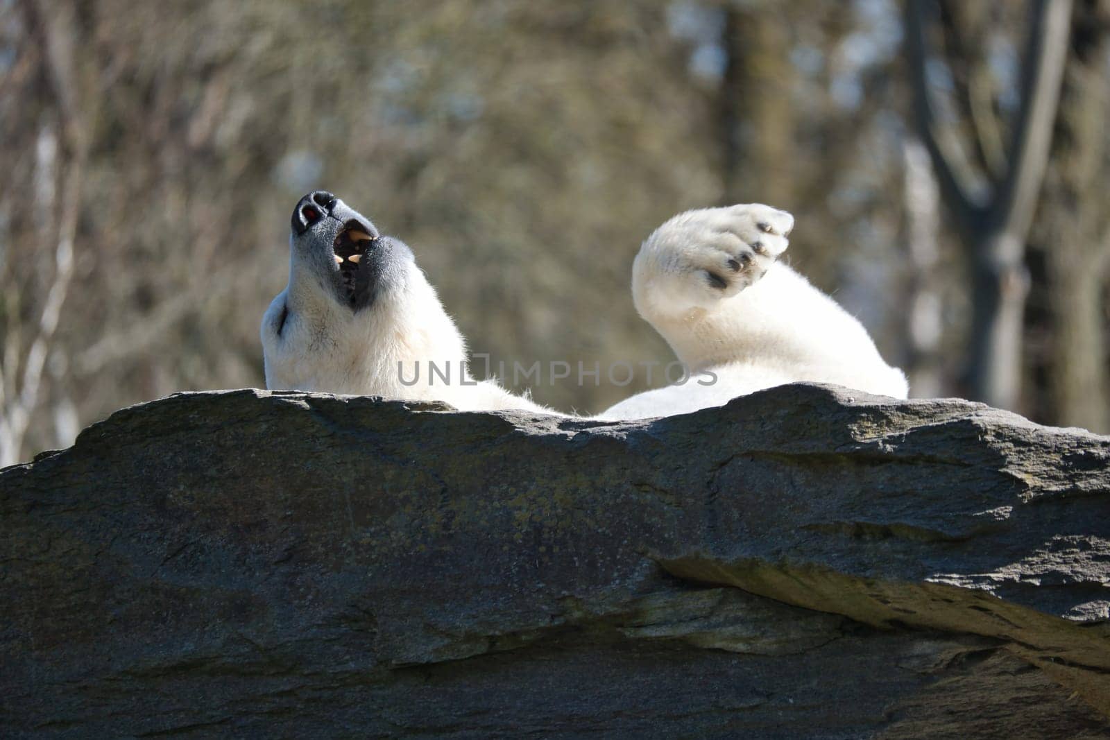 A relaxed polar bear lies on a rock, raising a paw in the air, surrounded by a natural background with blurred trees. Perfect for animal and nature themes.
