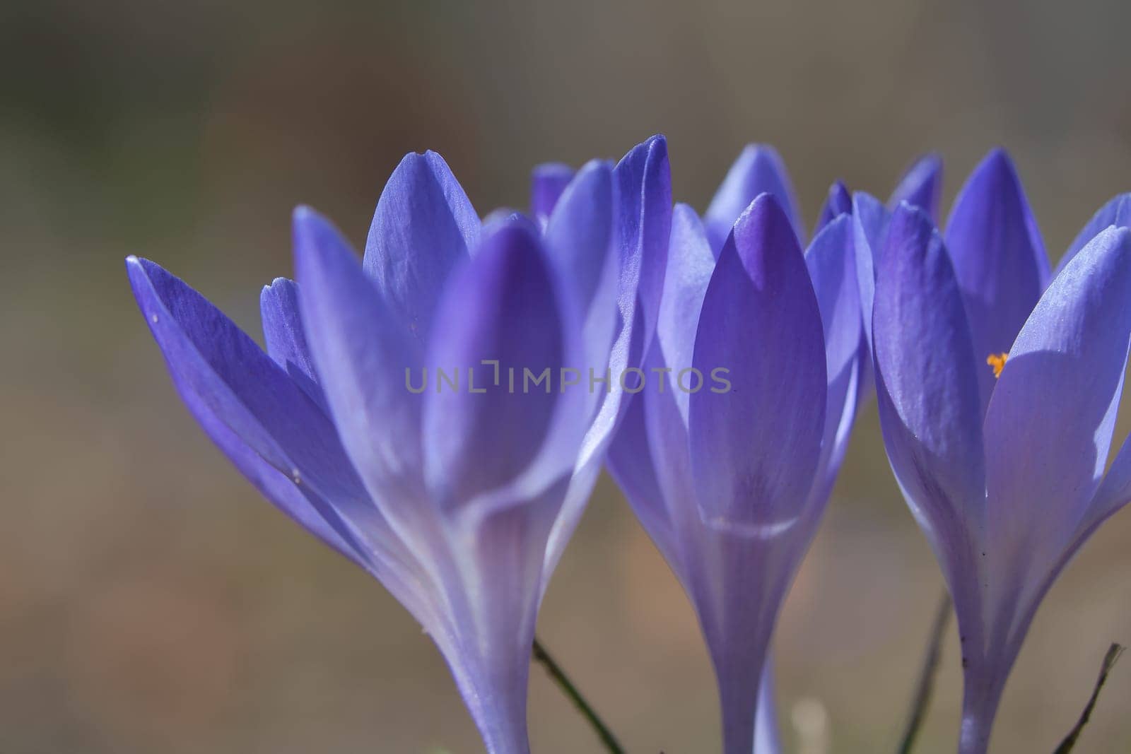 Three purple crocus blossoms, depicted individually and dreamily. Focus on the delicate petals. Romantic flower picture