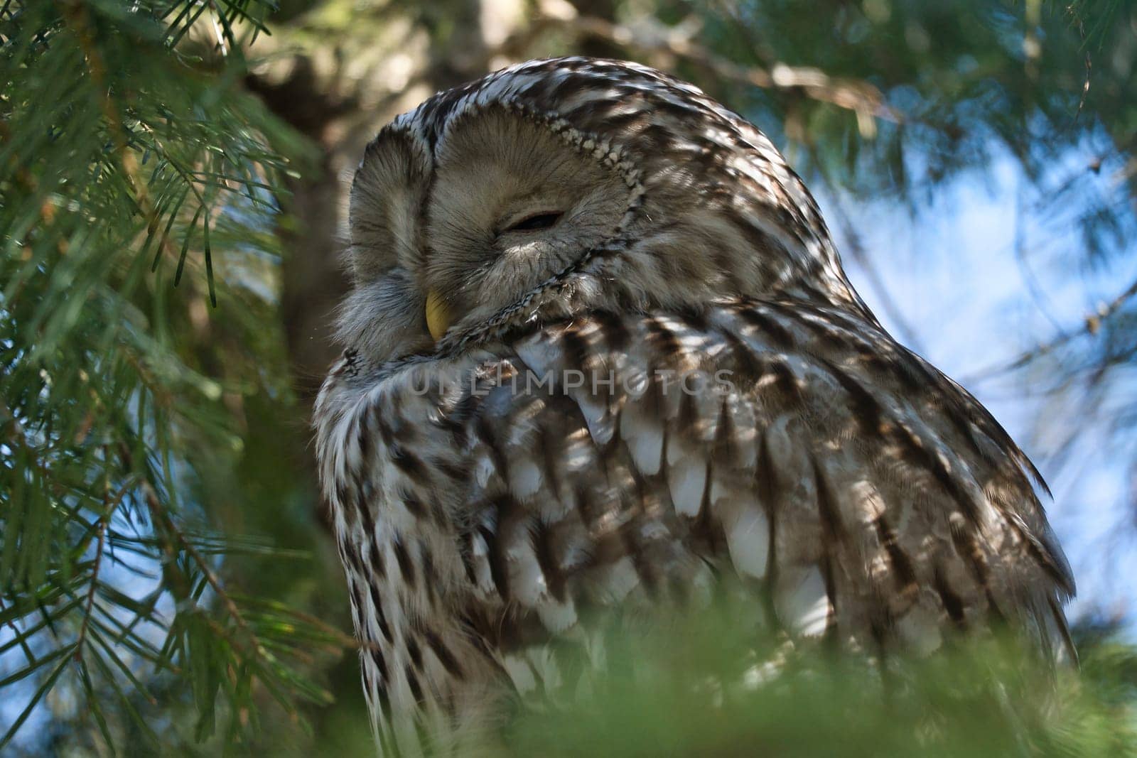 A majestic sleeping eagle owl on a branch, framed by lively greenery. Perfect nature shot for animal lovers and nature scenes.