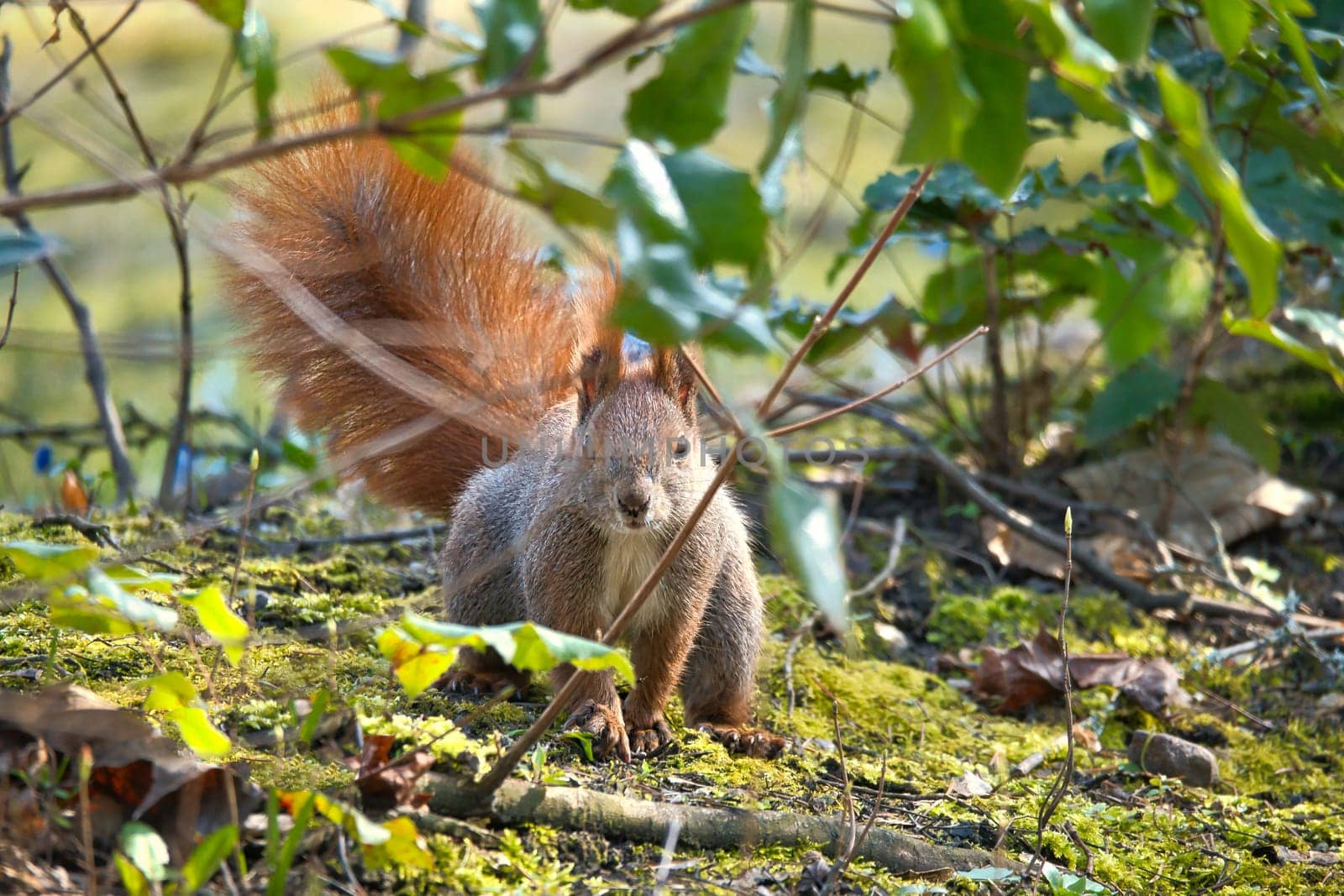 Red squirrel with bushy tail sitting in the bushes. Spring like nature mood with bright colors.