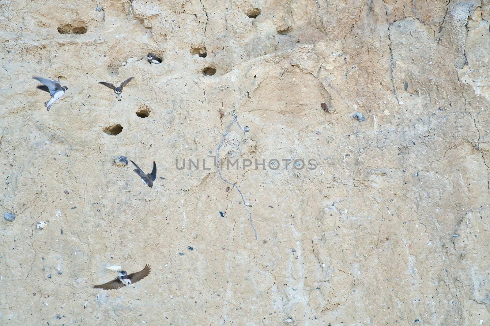 Sand martins fly in front of a sandy cliff face with breeding burrows. Dynamic nature scene, ideal for subjects such as birds, habitat and wildlife photography!