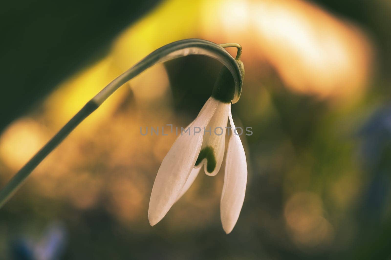 Delicate snowdrop against a blurred green background. The delicate, white flowers symbolize a new beginning and the awakening of nature. Macro photography of flowers.