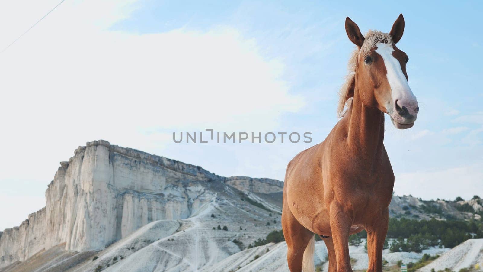 Chestnut horse standing majestically with White Rock mountain as background in Crimea, near Belogorsk