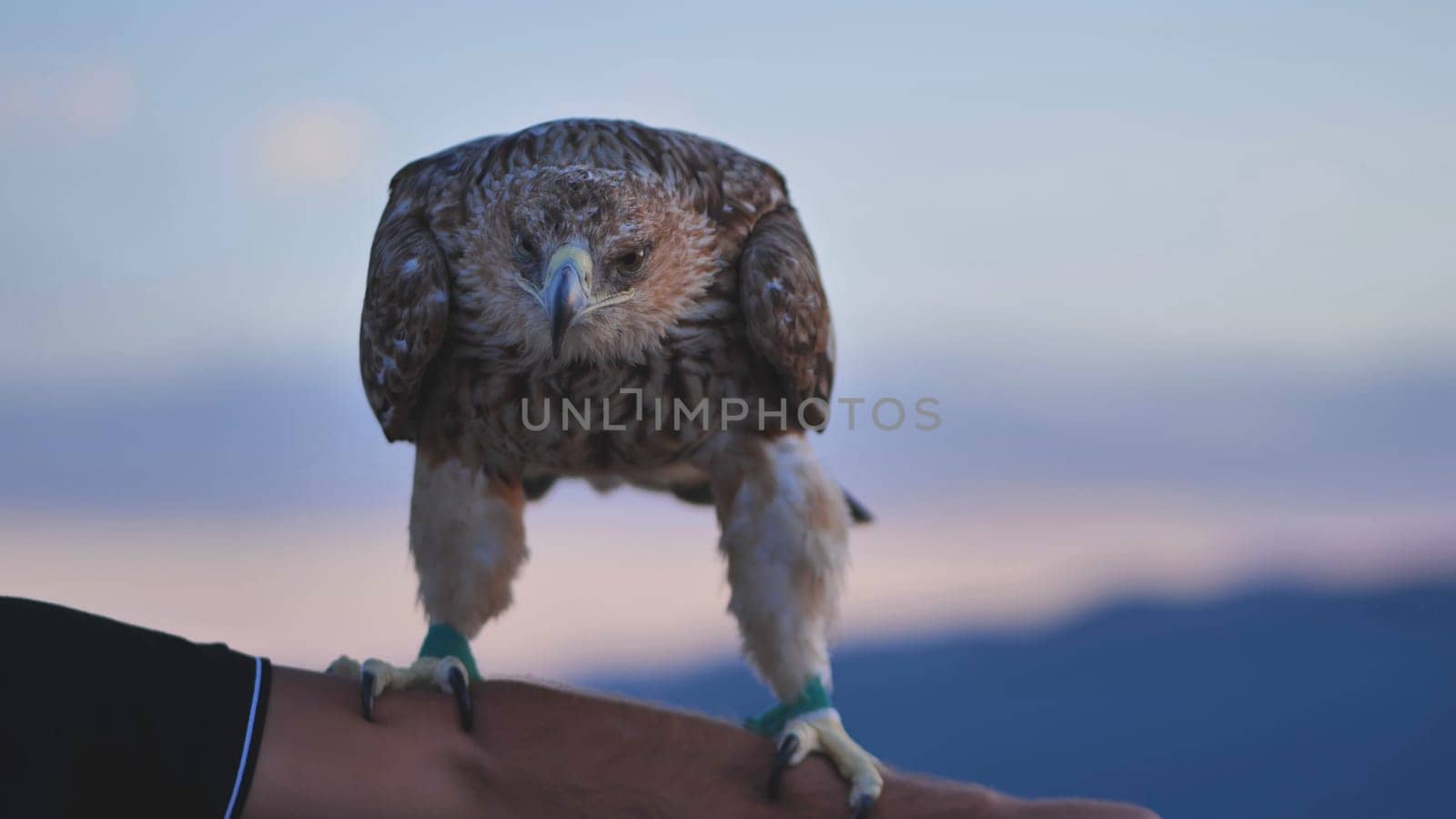 Impressive imperial eagle standing on falconer's arm, showing its strength and beauty in Crimean sunset landscape