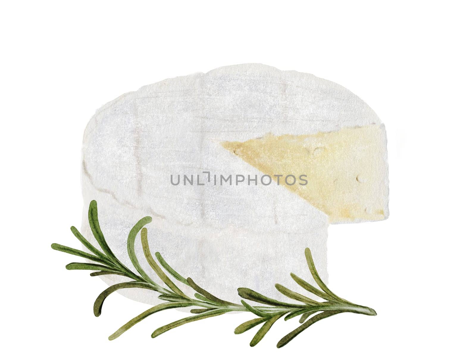 Camembert or brie cheese watercolor drawing. Hand drawn illustration of dairy cream product with rosemary of French cuisine. Clip art of food on white background. Ideal for packaging of farm organic product or restaurant menu design. High quality illustration