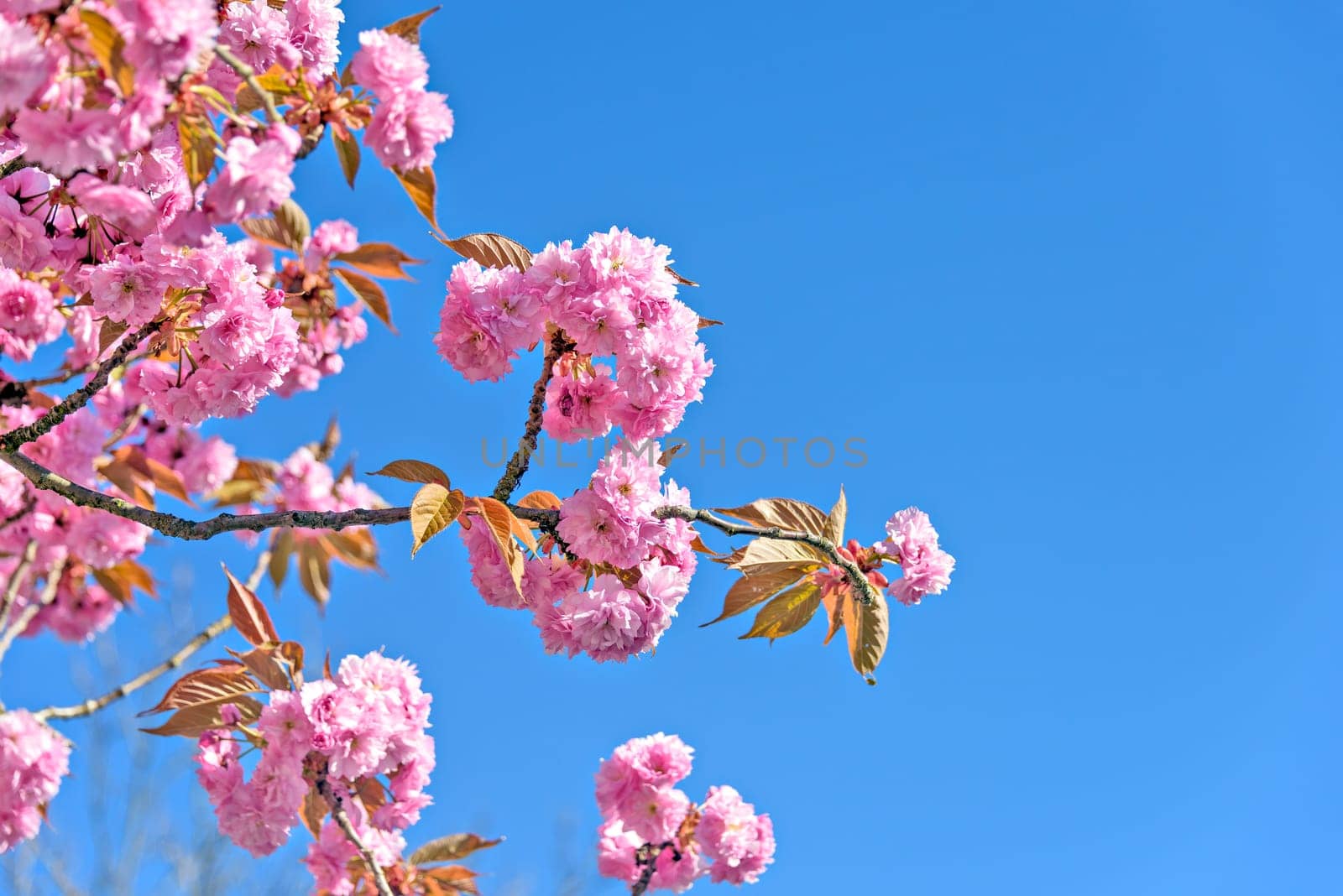 Pink flowers of blossoming cherry tree on clear blue sky background.