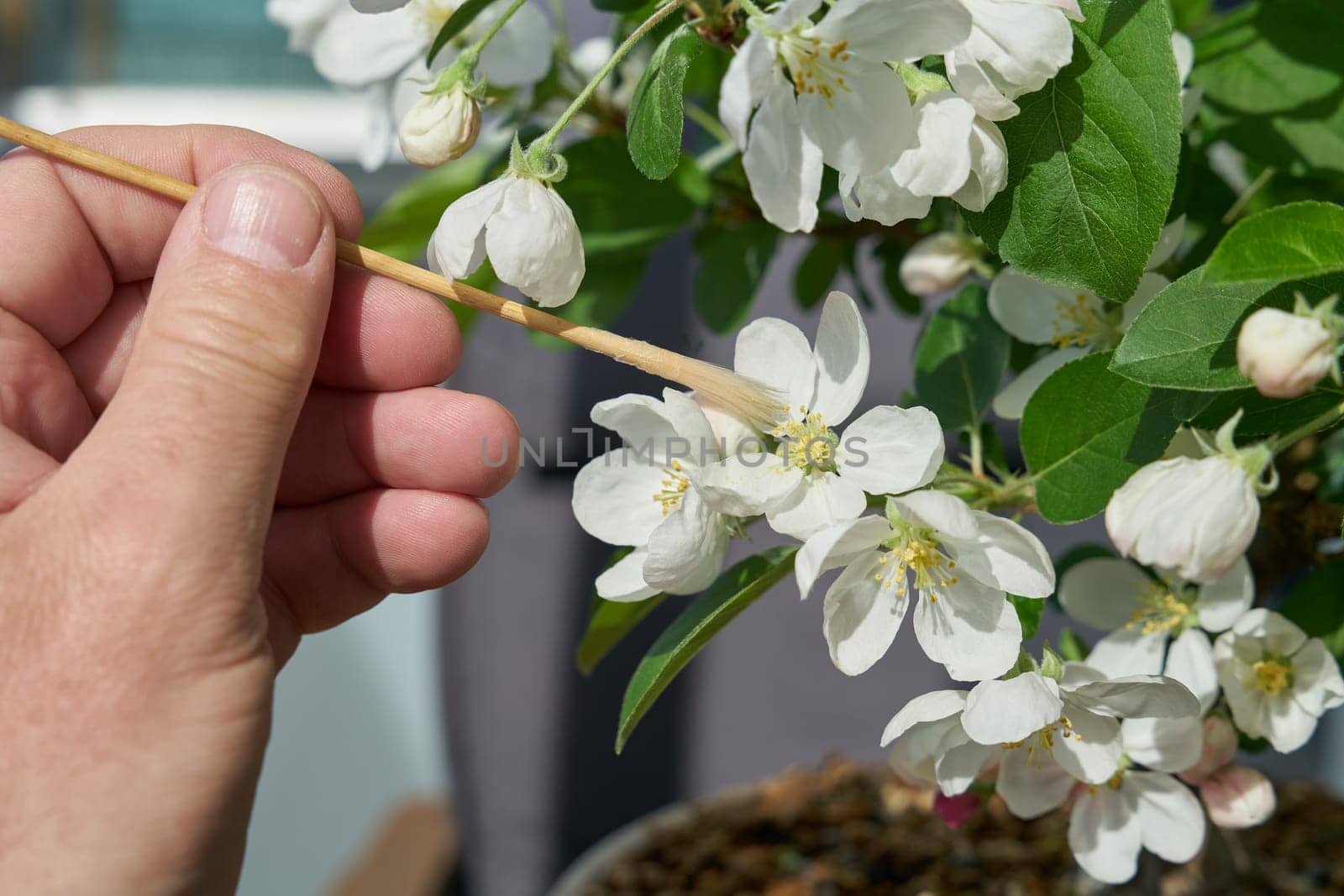 Artificial pollination of the blossom of an apple tree bonsai Malus Evereste in spring with a small brush