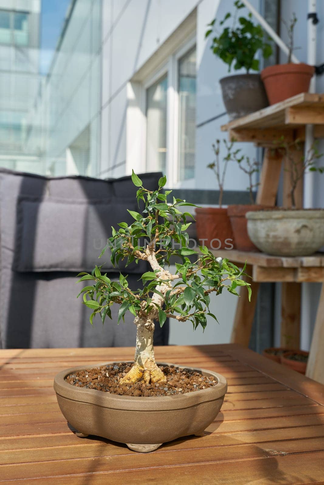 Weeping fig, Ficus Benjamina after several years of design as a bonsai on a table on the balcony