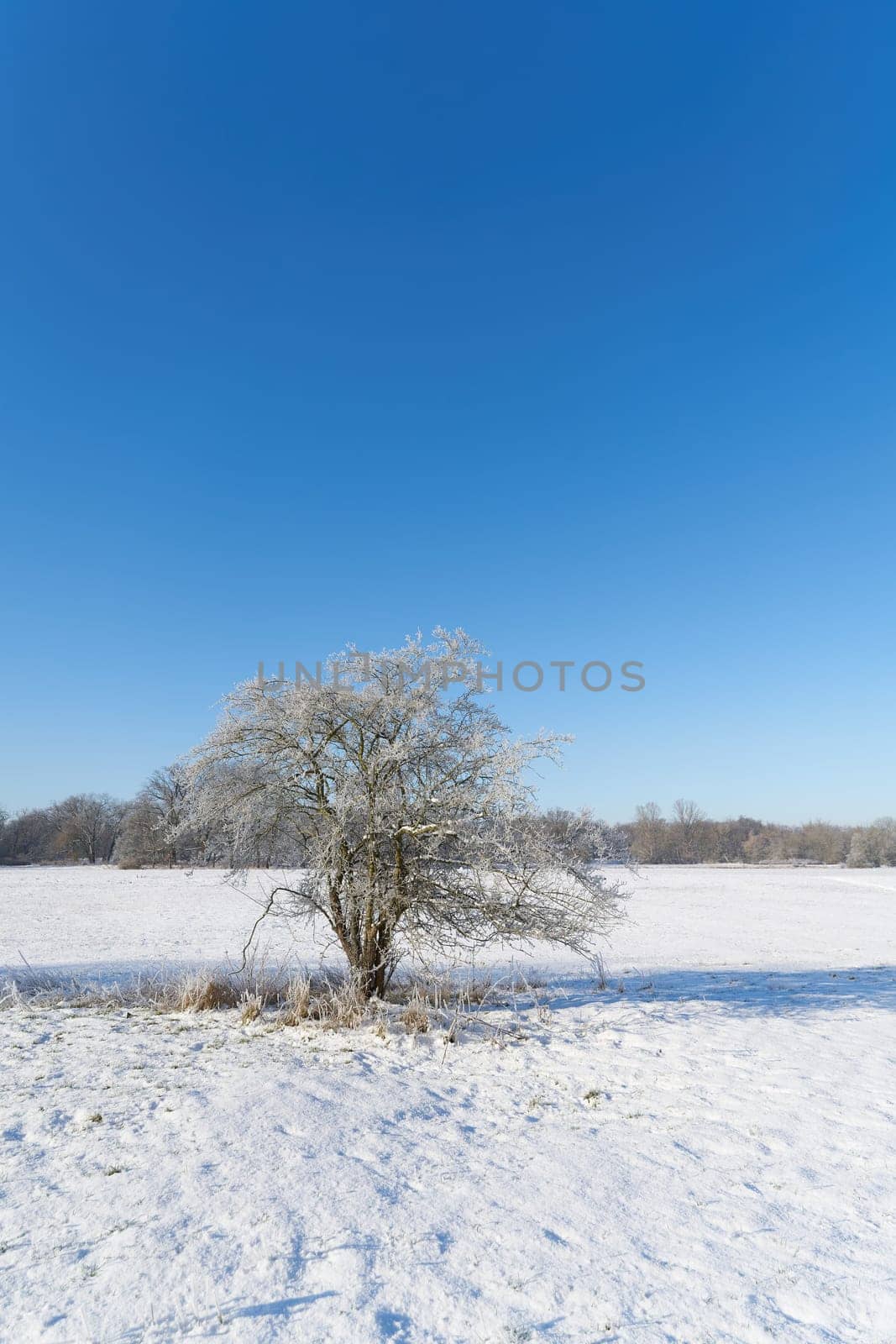 Winter landscape in the Rotehorn city park in Magdeburg with a hawthorn, Crataegus monogyna in the foreground