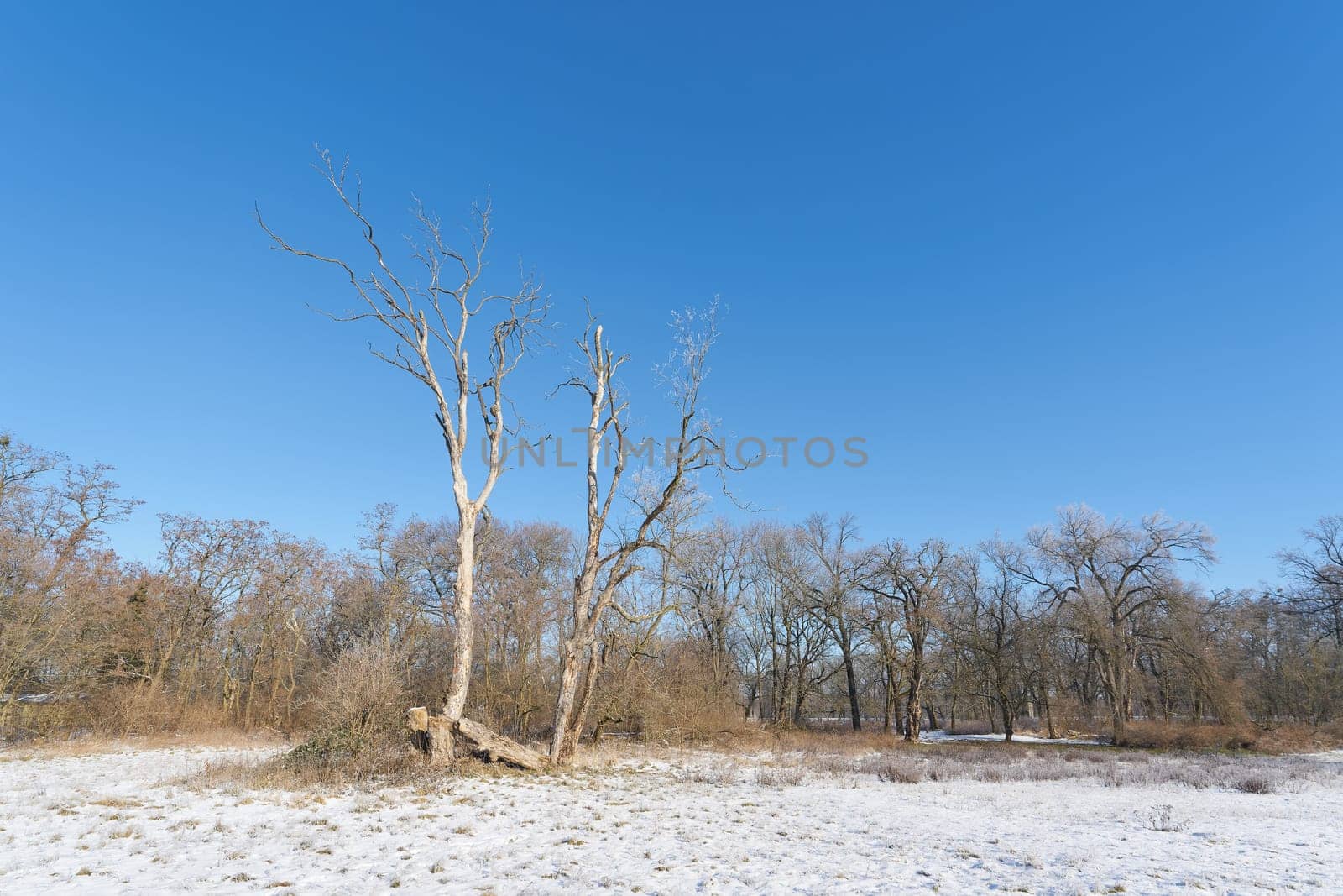 Dead sycamore maple Acer pseudoplatanus, in the Rotehorn city park, Stadtpark in Magdeburg in winter