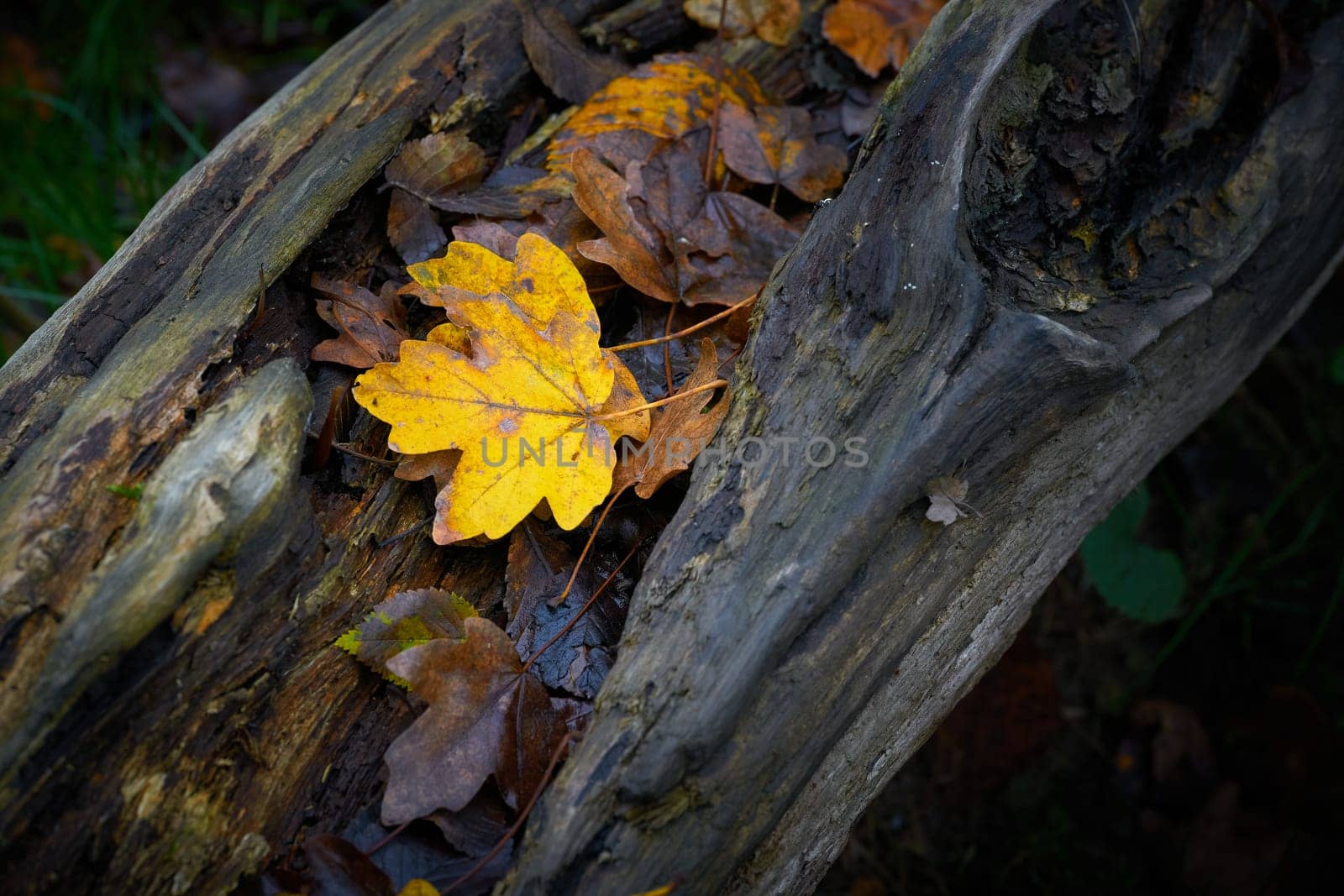 Leaves of a field maple, Feldahorn, Acer Campestre, with bright fall color on a tree trunk in autumn in the forest