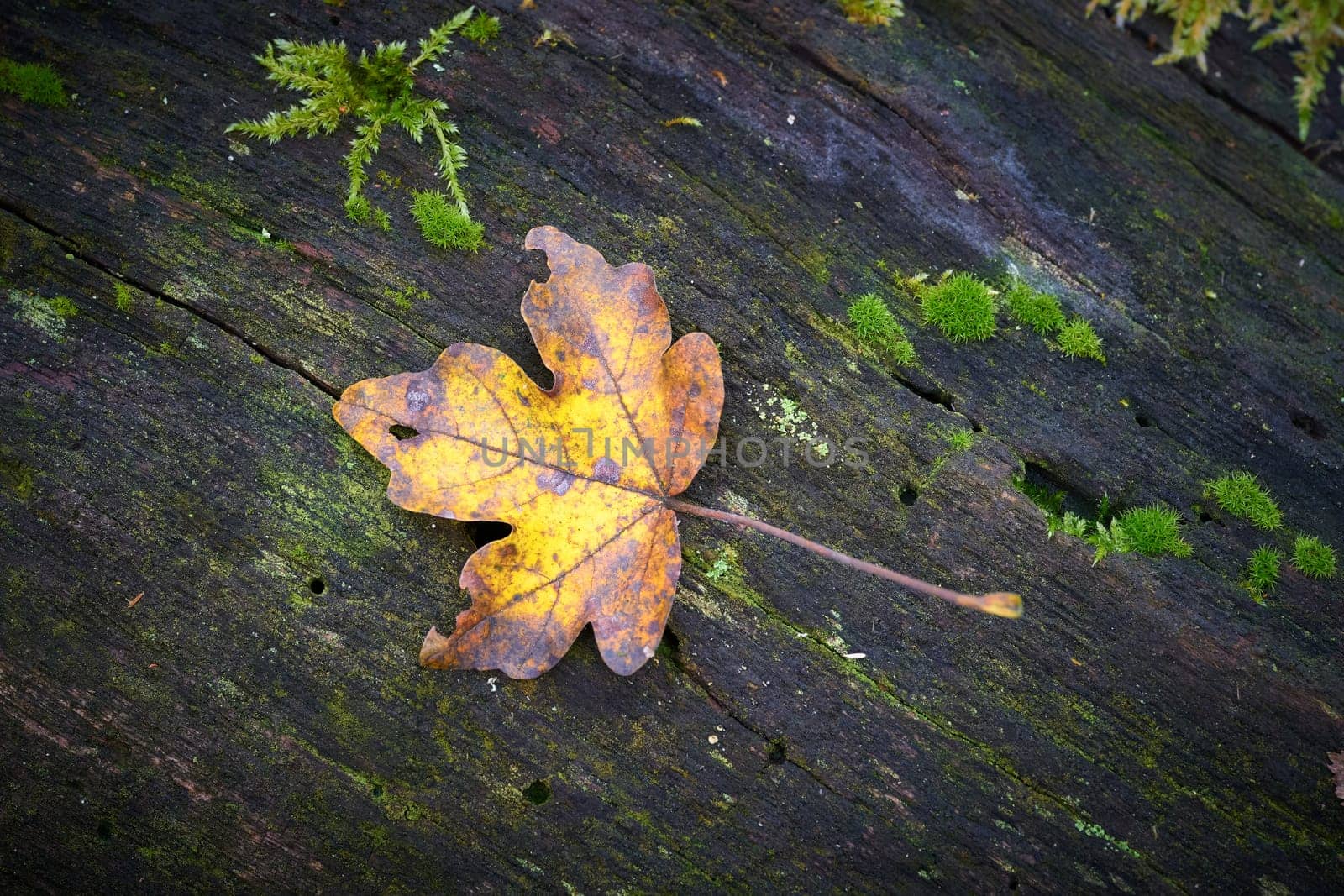 Leaves of a field maple, Feldahorn, Acer Campestre, with bright fall color on a tree trunk in autumn in the forest
