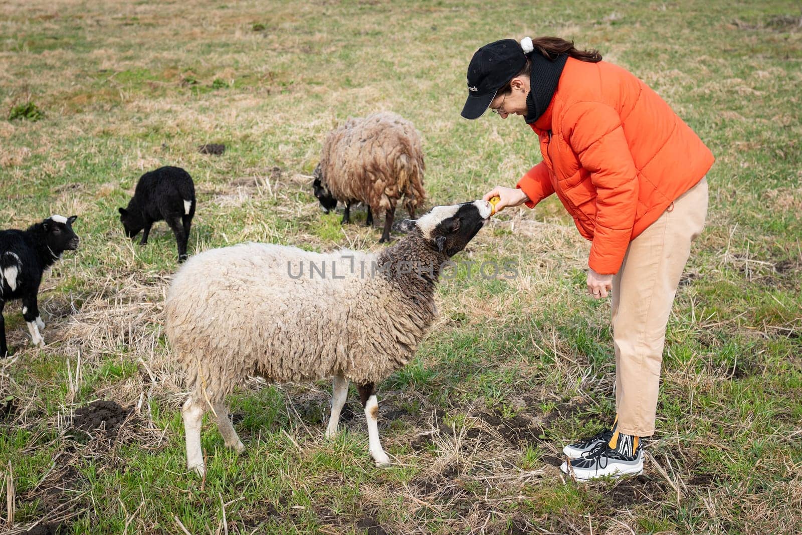 A young woman in an orange jacket feeds treats to a fluffy sheep in a grassy field, other sheep and lambs nearby.