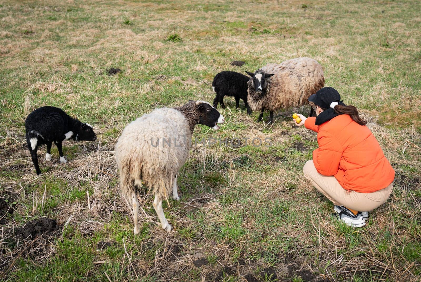 A young woman feeds treats to four sheep of different colors in a grassy field.