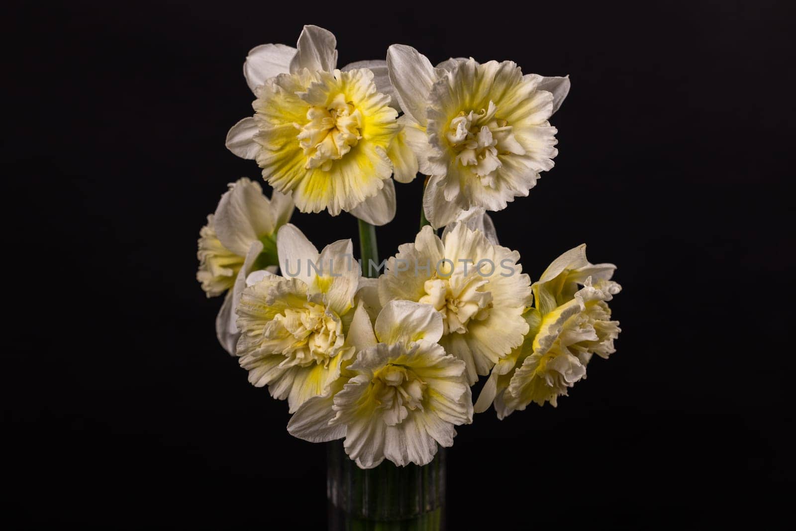 White and yellow daffodils with double corollas blooming in a glass vase on a dark background create a sophisticated still life