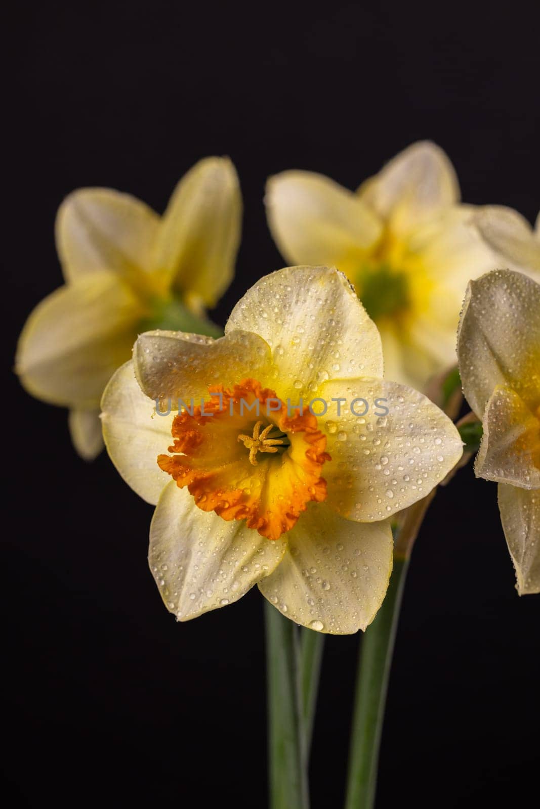 Yellow narcissus flowers with orange corolla blooming and showing water drops on a black background