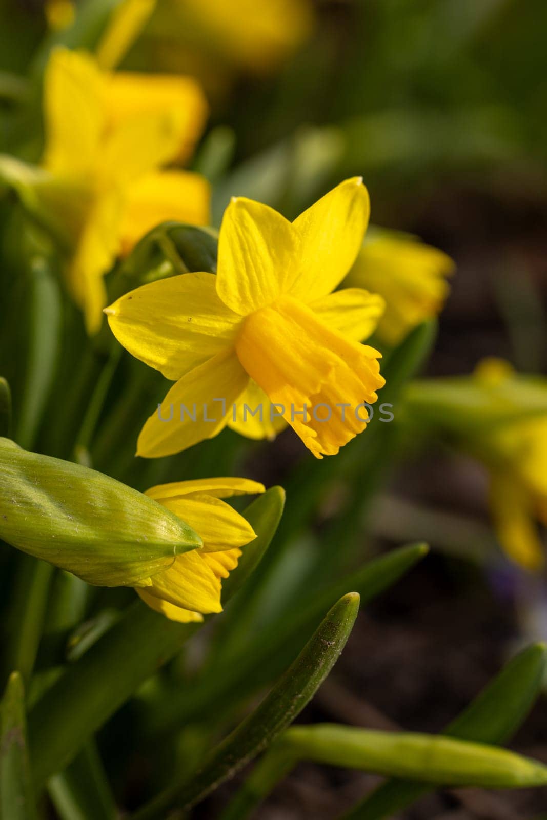 Close up of vibrant yellow daffodils blooming, capturing the essence of springtime renewal and beauty in a garden setting
