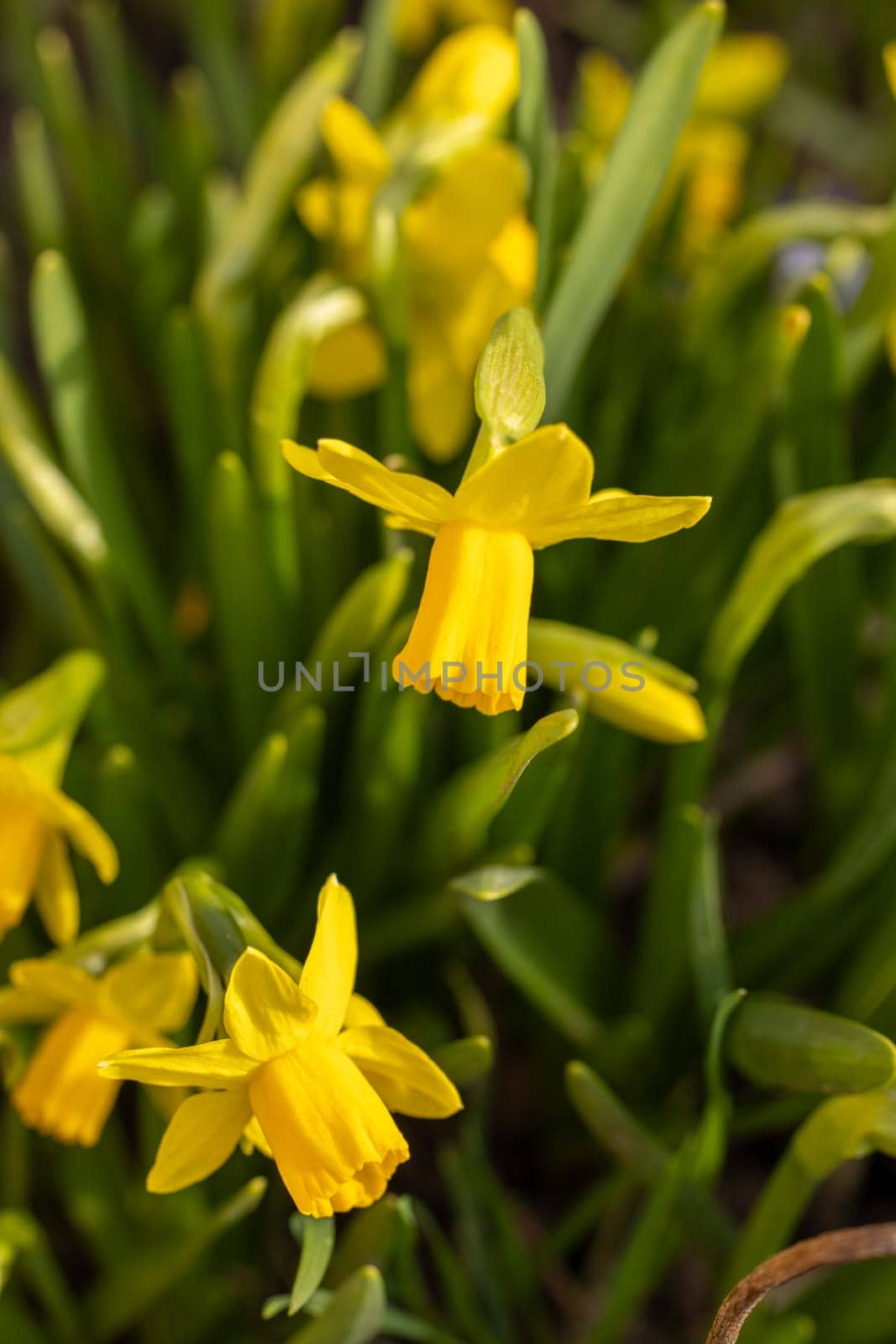 Close up of vibrant yellow daffodils blooming in a lush spring garden, celebrating the arrival of warmer weather