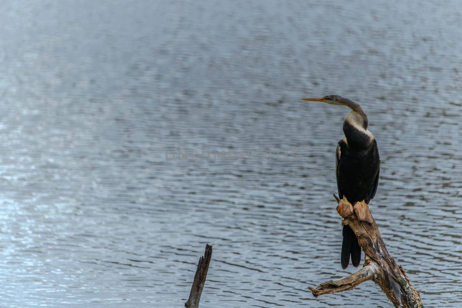 Oriental Darter or Anhinga melanogaster perched over water on dead tree branch in Yala National Park Sri Lanka.