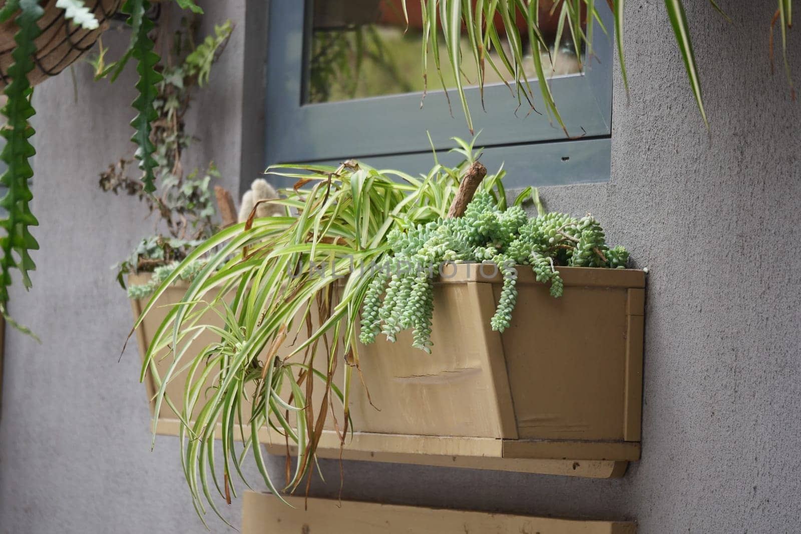 A vibrant collection of succulents and ferns grows in wall planters.
