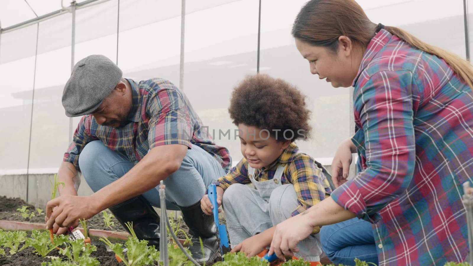 Family with small children gardening farm growing organic vegetables together, Father mother and son help planting a vegetable garden, Concept of healthy eating growing vegetables at home