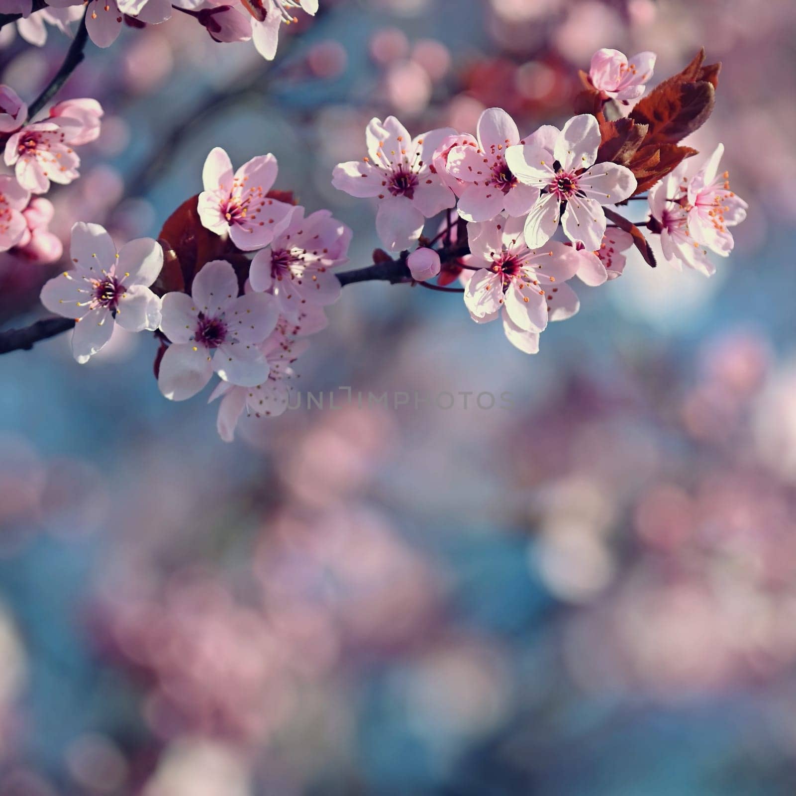 Spring background. Beautiful colorful blooming spring tree. Japanese cherry - Sakura. Nature background.