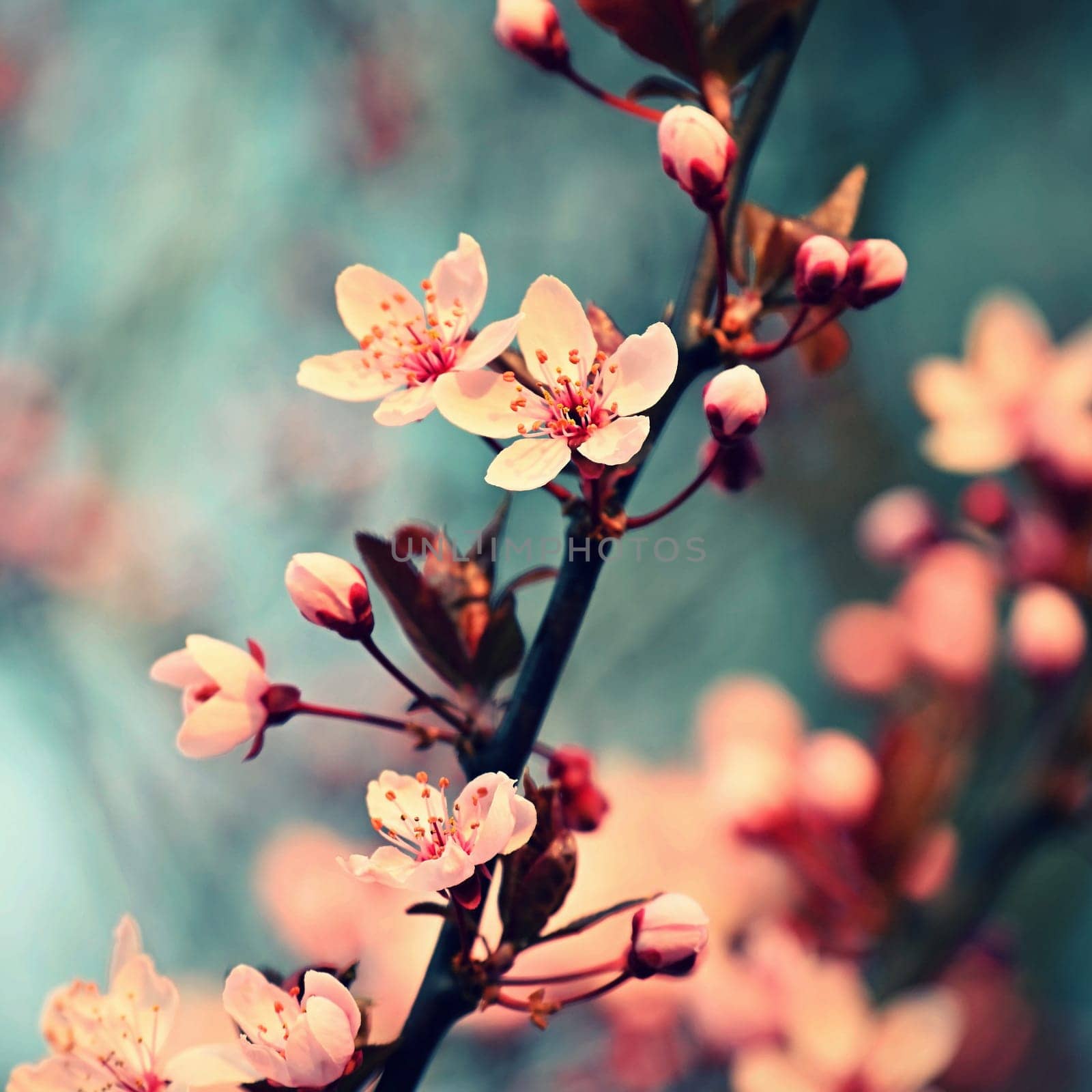 Blossom tree. Nature background. Sunny day. Spring flowers. Beautiful Orchard. Abstract blurred background. Springtime.
