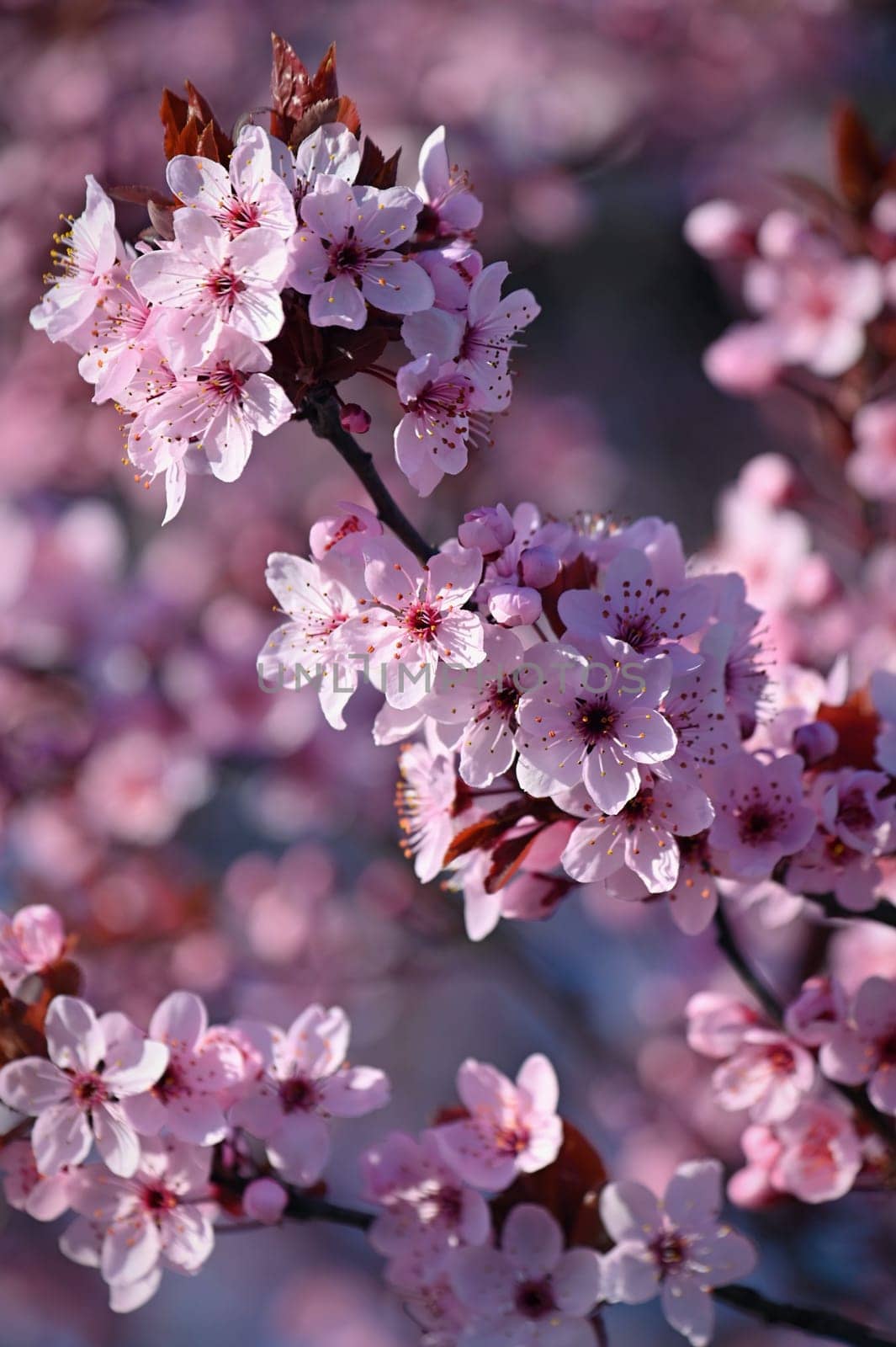 Spring background. Beautiful colorful blooming spring tree. Japanese cherry - Sakura. Nature background.