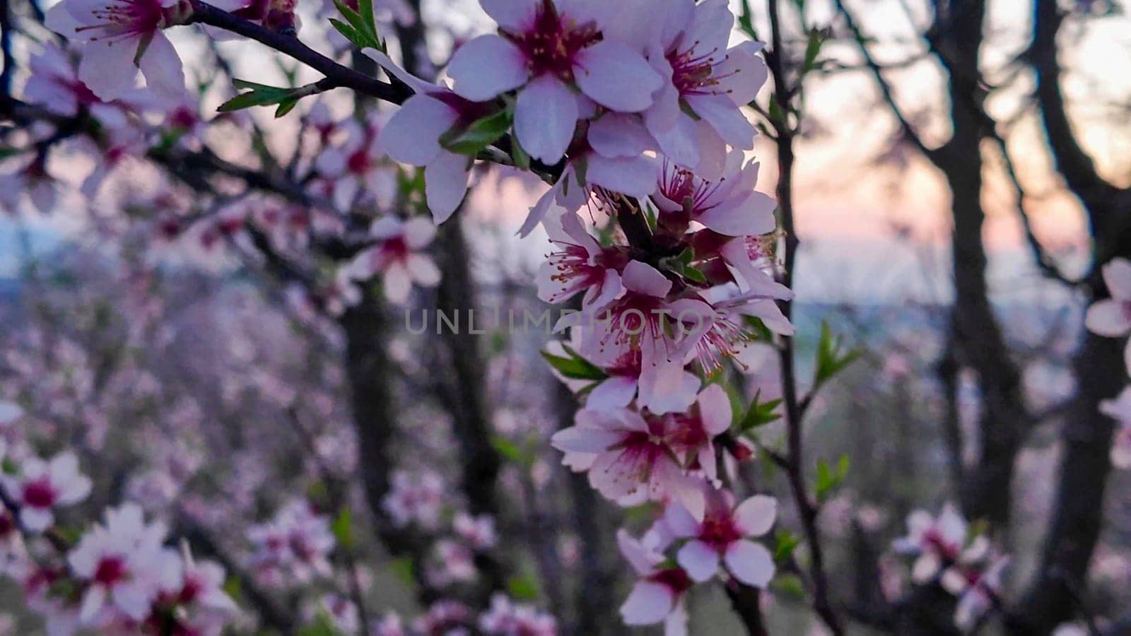 A view of an almond orchard in bloom. Almond orchard in bloom in spring. Pink almond blossoms at twilight. The concept of cultivation and orcharding.