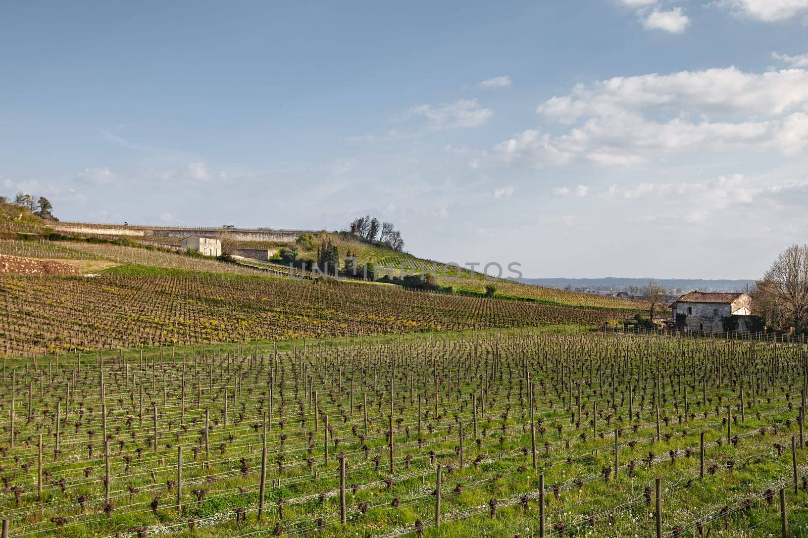Vineyards in French Saint Emilion village
