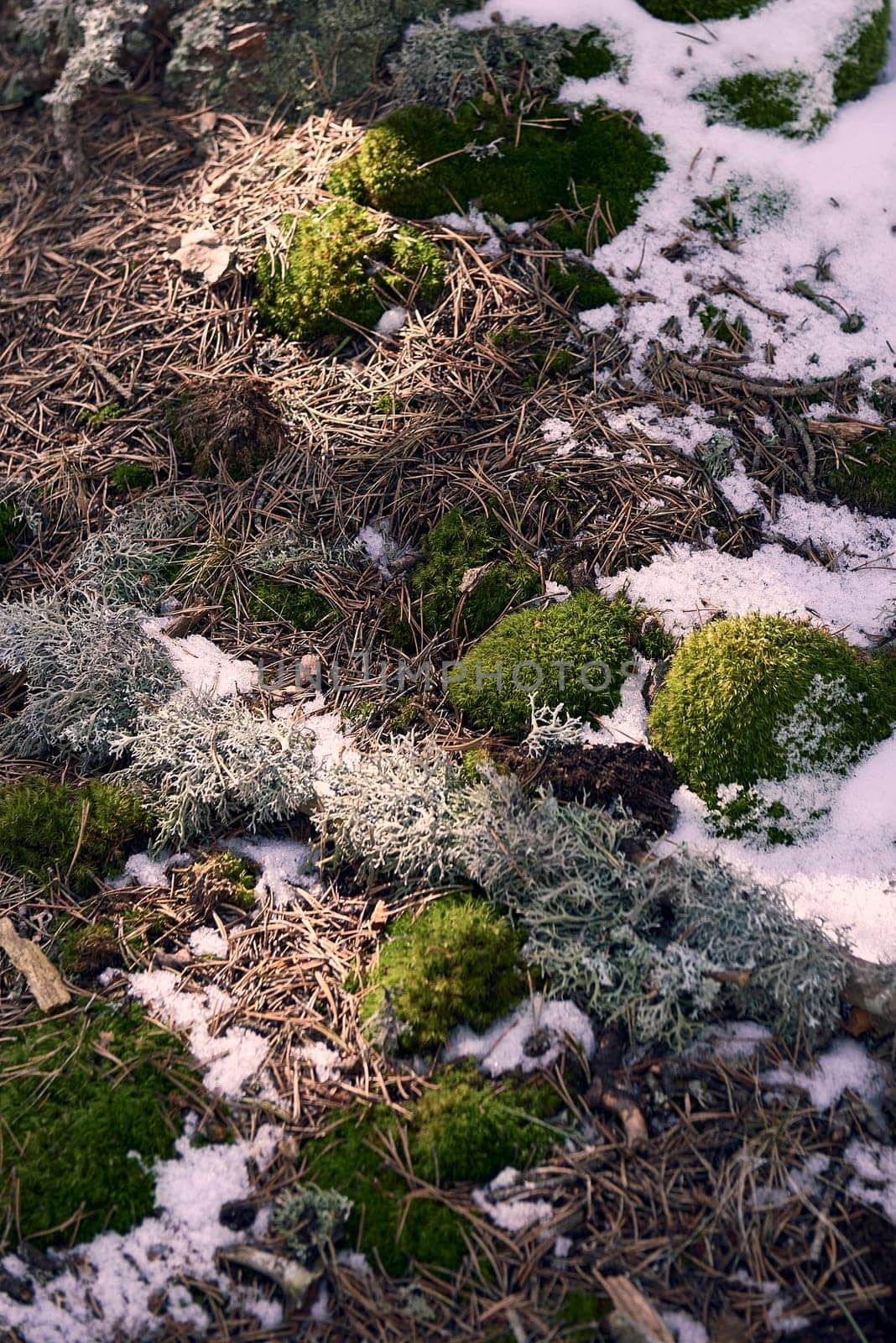 Vegetation on snow in alpine forest in winter. Musco, stones, front view, alpine, empty space, front view