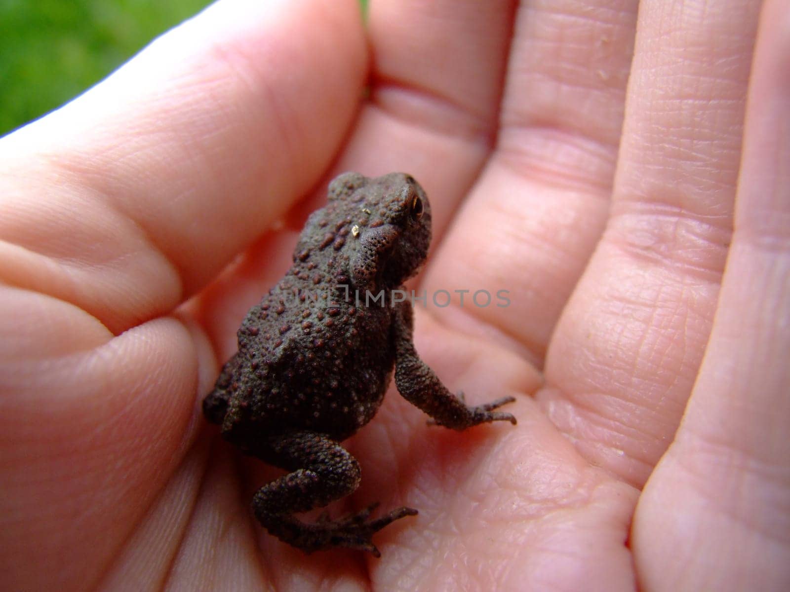 A small toad nestled gently in the palm of her hand, showing off her amazing skin texture and natural beauty. Its fragility underscores the importance of protecting wildlife and its inhabitants.