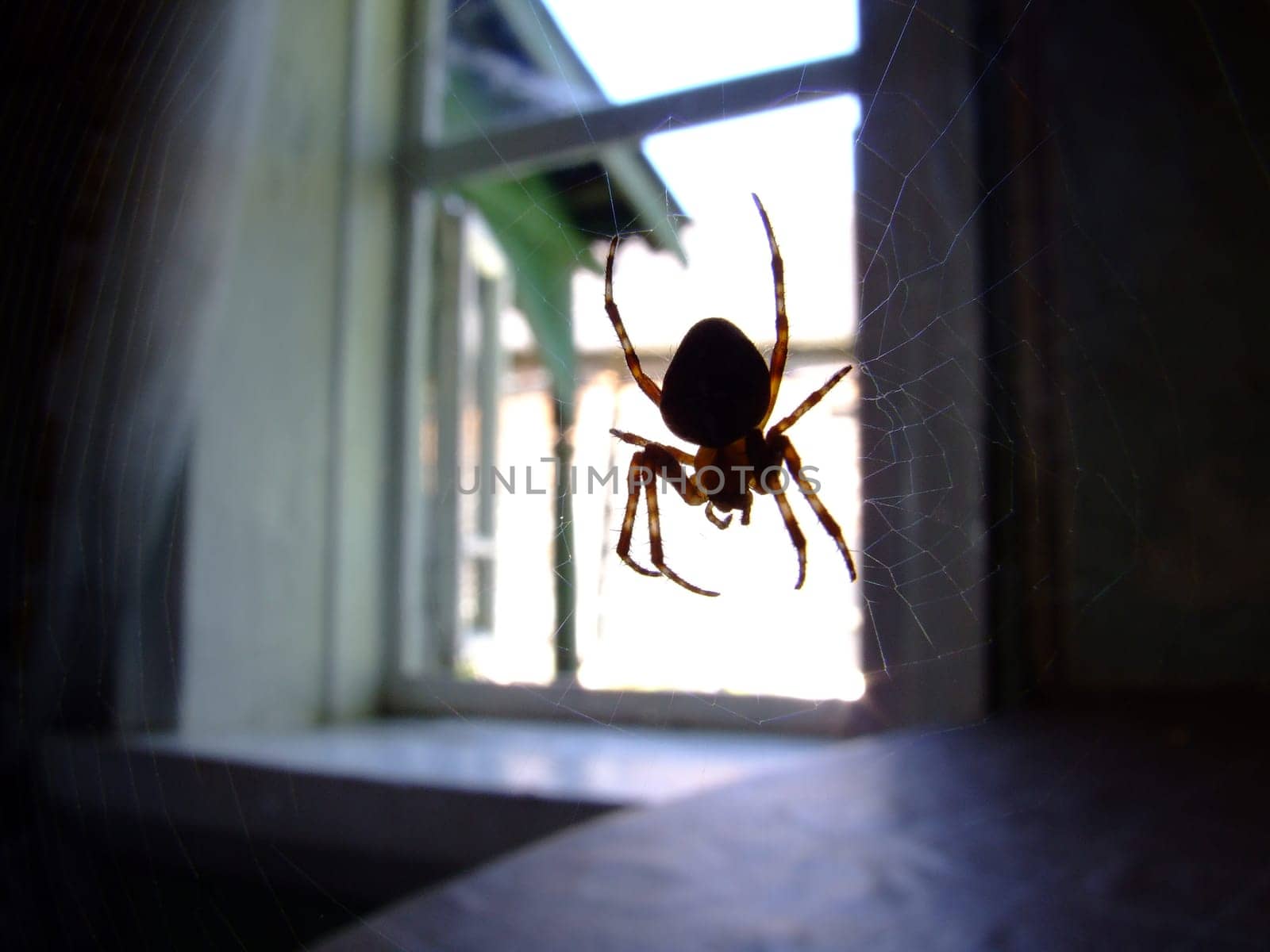 A spider on a web in a window opening creates a mysterious atmosphere, where the contrast of light and shadow emphasizes its silhouette. The web mesh reminds of the natural cunning and skill of the insect.