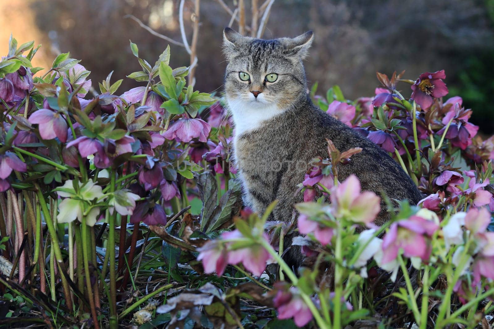 A small fat cat sits in the middle of the snow lilies