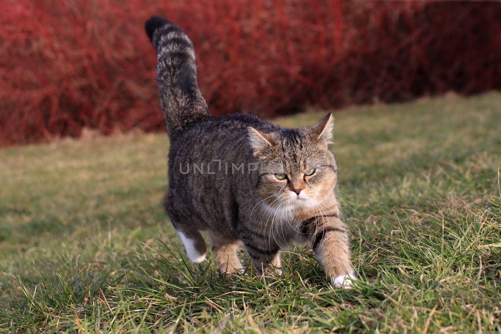 A small fat cat walks through the grass with a fierce look on its face